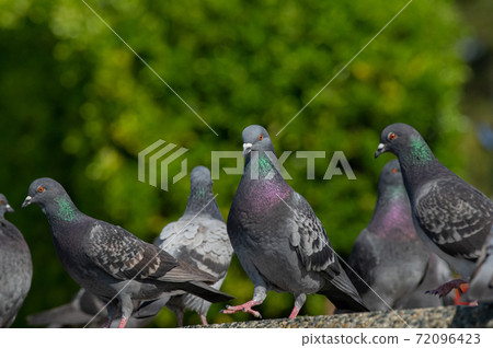 Lots of pigeons Lots of pigeons 72096423