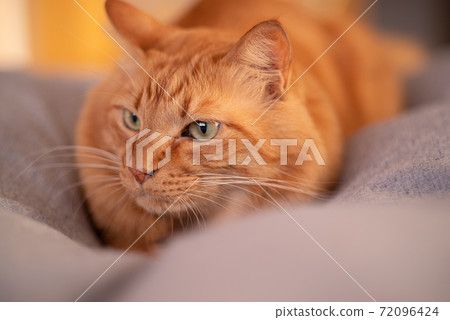 A staring cat, a tea tabby cat A staring cat, a tea tabby cat 72096424