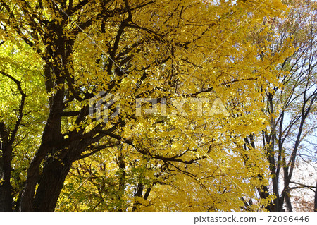 變成黃色的銀杏葉 變成黃色的銀杏葉 72096446