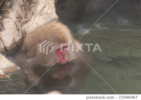 Japanese macaque warming up in the bath 72096467