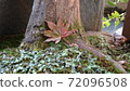 Chic autumn leaves 72096508