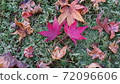 Two autumn leaves 72096606