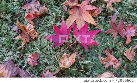 Two autumn leaves 72096606