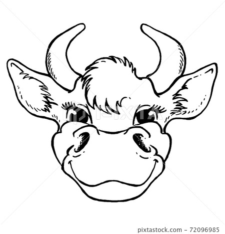 Black and white sketch of a cow's face. Vector portrait. 72096985