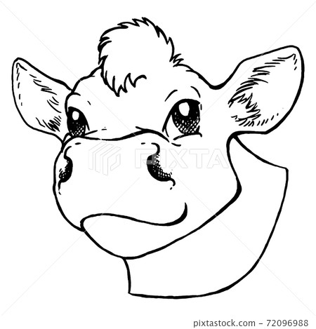 Black and white sketch of a cow's face. Vector portrait. 72096988