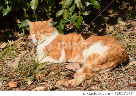 Yamadaike Park 72097177