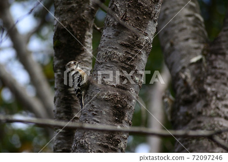 A small and cute bird like a woodpecker bird in a tree in a botanical garden 72097246