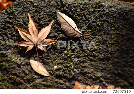 Yamadaike Park Yamadaike Park 72097519