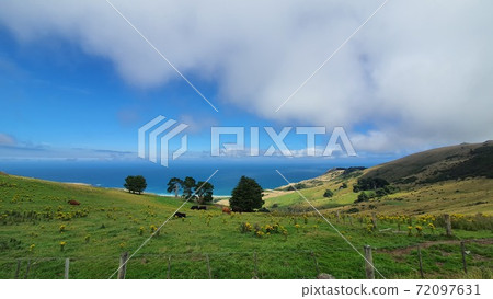 Beautiful hillside overlooking the beach in Dunedin, New Zealand 72097631