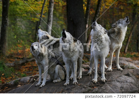 Eastern timber wolves howling on a rock. 72097724