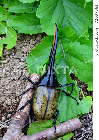 赫拉克勒斯赫拉克勒斯 72097963