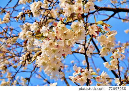 日本茨城縣東海村Akogaura的Sakura 8 72097988