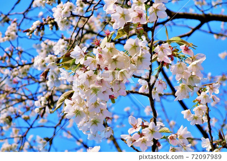 日本茨城縣東海村Akogaura的Sakura 9 72097989