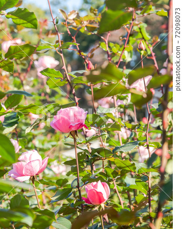 Autumn roses in full bloom 72098073