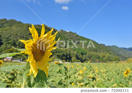 大向日葵田 大向日葵田 72098151