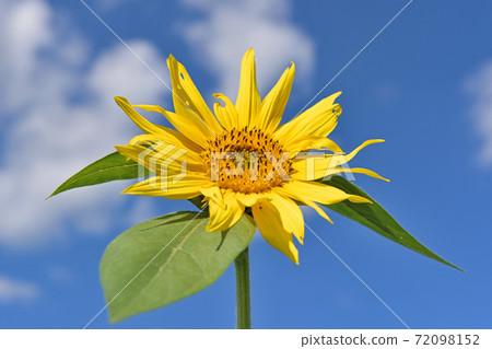 大向日葵田 大向日葵田 72098152