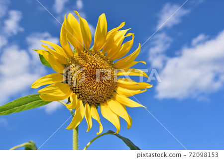 大向日葵田 72098153