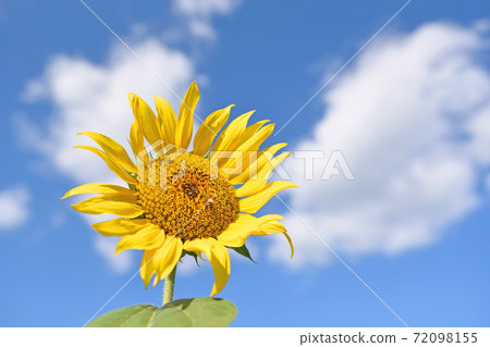 Large sunflower field Large sunflower field 72098155