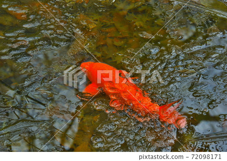 Carp of frozen pond Carp of frozen pond 72098171