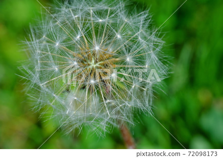蒲公英的種子 72098173