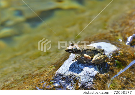 Mountain stream frog 72098177
