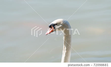 Close up of a head of a white swan. 72098681