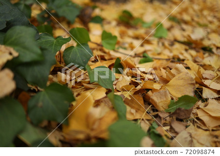 Ginkgo fallen leaves Ginkgo fallen leaves 72098874