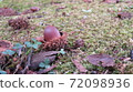 Acoria and moss 72098936