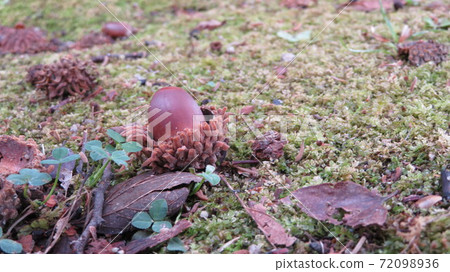 Acoria and moss Acoria and moss 72098936
