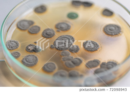 Penicillium, ascomycetous fungi are of major importance in the natural environment as well as food and drug production.  72098943