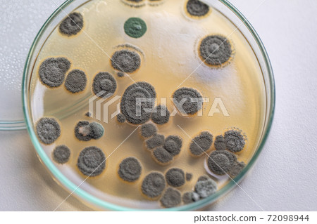 Penicillium, ascomycetous fungi are of major importance in the natural environment as well as food and drug production.  72098944