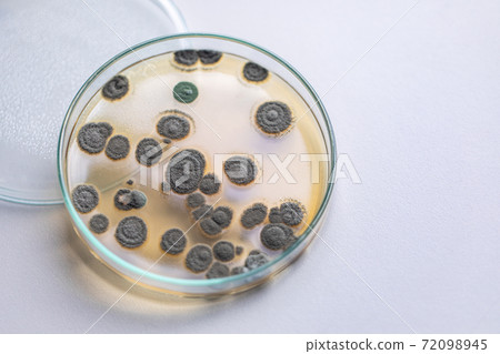 Penicillium, ascomycetous fungi are of major importance in the natural environment as well as food and drug production.  72098945