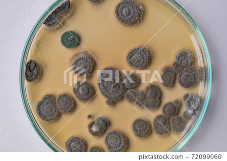 food, bacteria, test 72099060