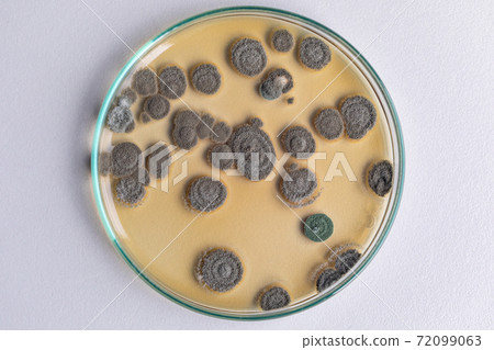 Penicillium, ascomycetous fungi are of major importance in the natural environment as well as food and drug production. Penicillium, ascomycetous fungi are of major importance in the natural environment as well as food and drug production. 72099063
