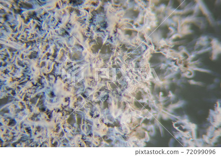 Penicillium, ascomycetous fungi are of major importance in the natural environment as well as food and drug production. Penicillium, ascomycetous fungi are of major importance in the natural environment as well as food and drug production. 72099096