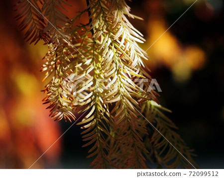 Rakusho樹葉開始透過樹在陽光下變色 Rakusho樹葉開始透過樹在陽光下變色 72099512