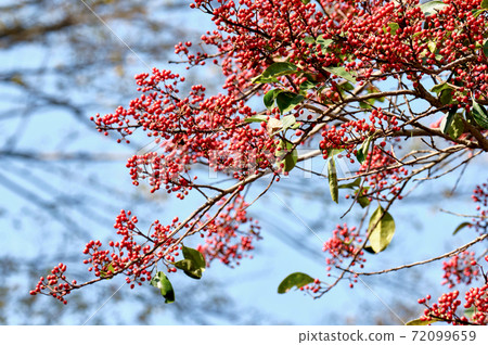 Park scenery deepening autumn color Fureai no Mori Idesia tree Park scenery deepening autumn color Fureai no Mori Idesia tree 72099659