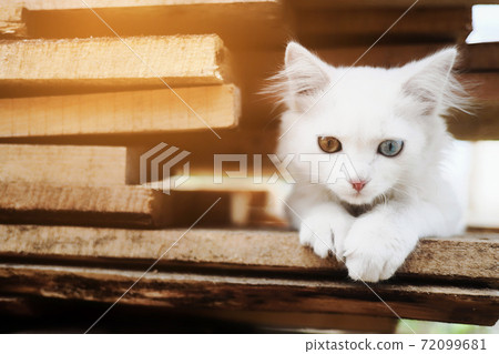 A small white kitten with multicolored eyes. A special pet sits on the boards. A small white kitten with multicolored eyes. A special pet sits on the boards. 72099681
