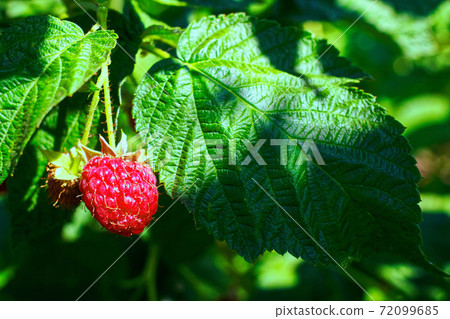 closeup ripe raspberries on the bush ready for harvest with green blurred garden as background closeup ripe raspberries on the bush ready for harvest with green blurred garden as background 72099685
