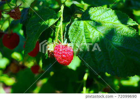 closeup ripe raspberries on the bush ready for harvest with green blurred garden as background closeup ripe raspberries on the bush ready for harvest with green blurred garden as background 72099690