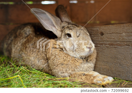 Close-up portrait of an animal. Big rabbit in a wooden cage on the farm. Close-up portrait of an animal. Big rabbit in a wooden cage on the farm. 72099692