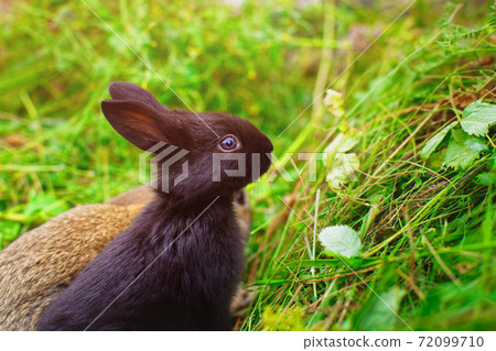 Lovely little rabbit close-up for calendar or postcard. 72099710
