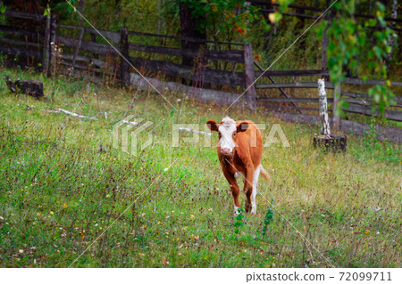 A young red calf stands on a green meadow. Cattle breeding on the farm A young red calf stands on a green meadow. Cattle breeding on the farm 72099711