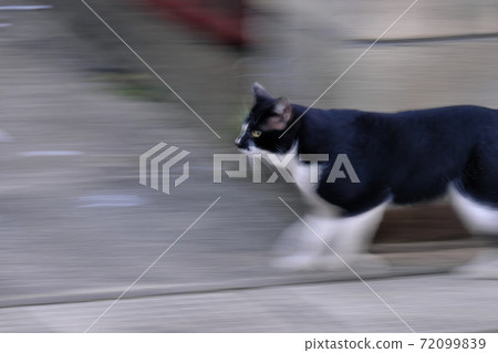 Running Cat 72099839