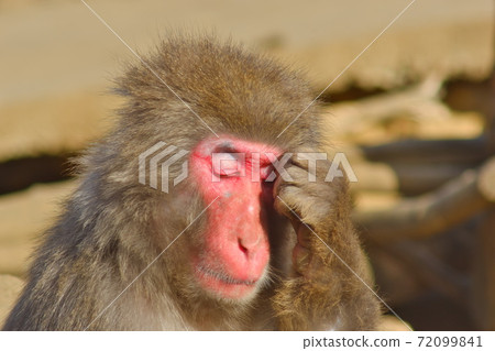 Bothering monkey 72099841