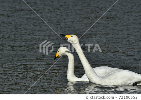 大天鵝 大天鵝 72100552