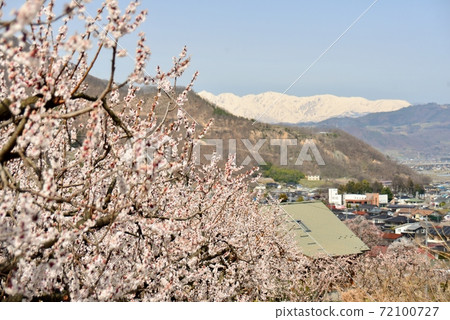 Apricot flowers in full bloom and snow-capped Northern Alps 72100727