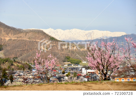 Dark pink apricot flowers and snow-capped Northern Alps 72100728