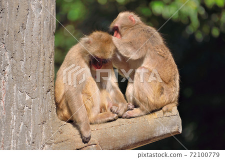 福岡市動物園“日本獼猴” 福岡市動物園“日本獼猴” 72100779