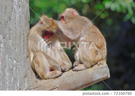 Fukuoka City Zoo "Japanese macaque" Fukuoka City Zoo "Japanese macaque" 72100780